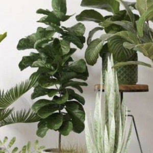 A group of various potted indoor plants against a white wall, including a fiddle leaf fig, a snake plant, and other leafy green plants, some on stands for different height levels.